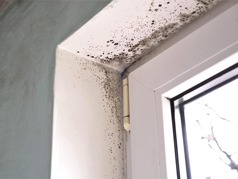 Mold Remediation for Condominium & Residential Buildings